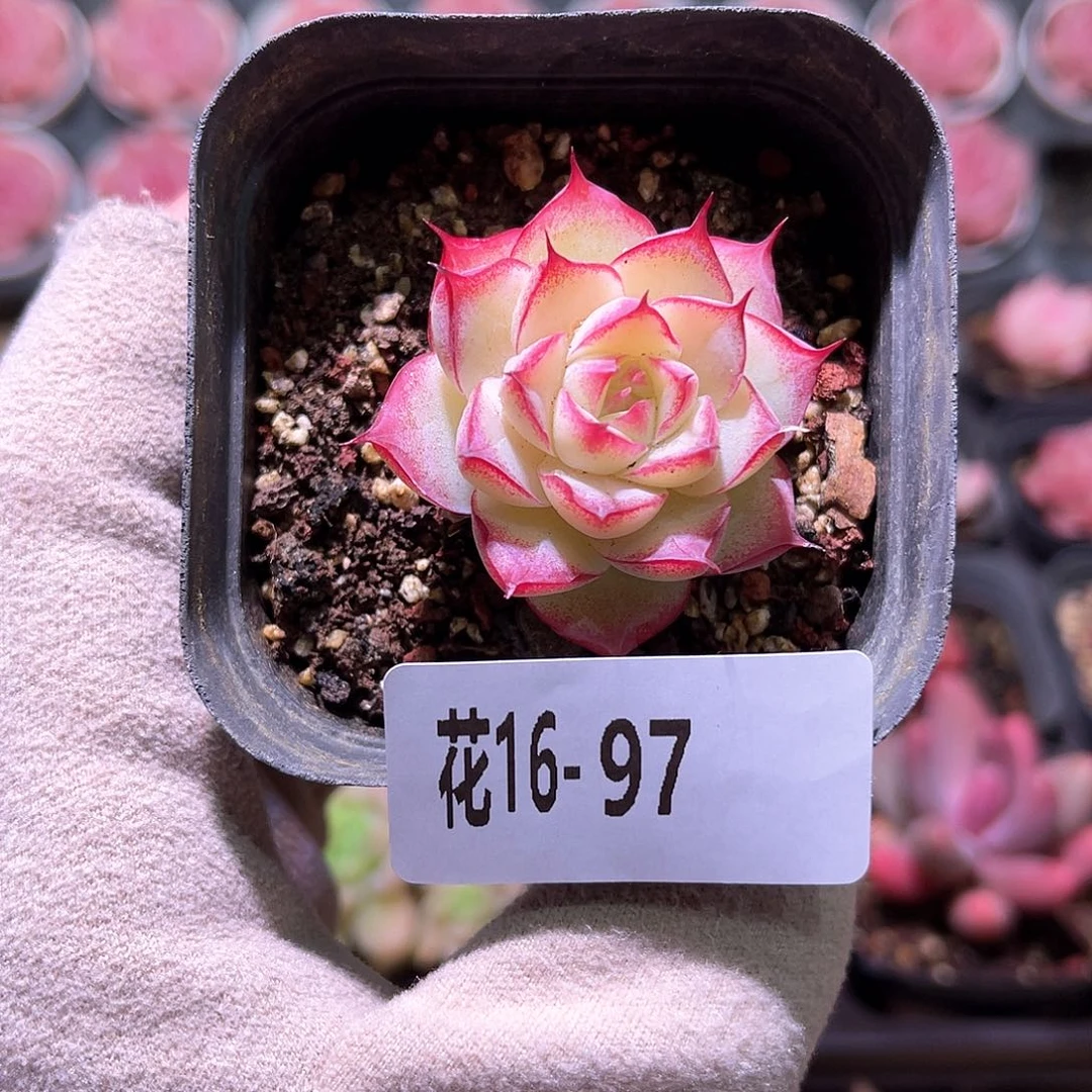 花利美16-97女王玫瑰
