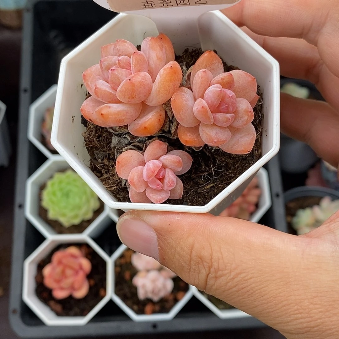 0042 雪天使 5cm