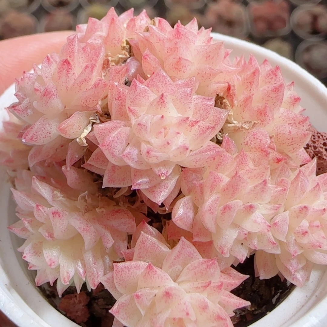 花语多肉0101-58散