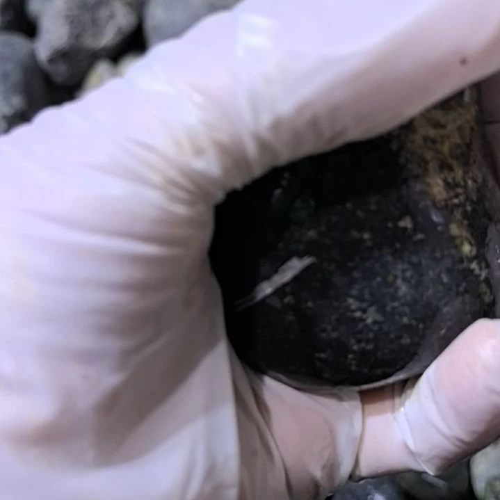 东***韵有机玻璃藏玉药王石原石