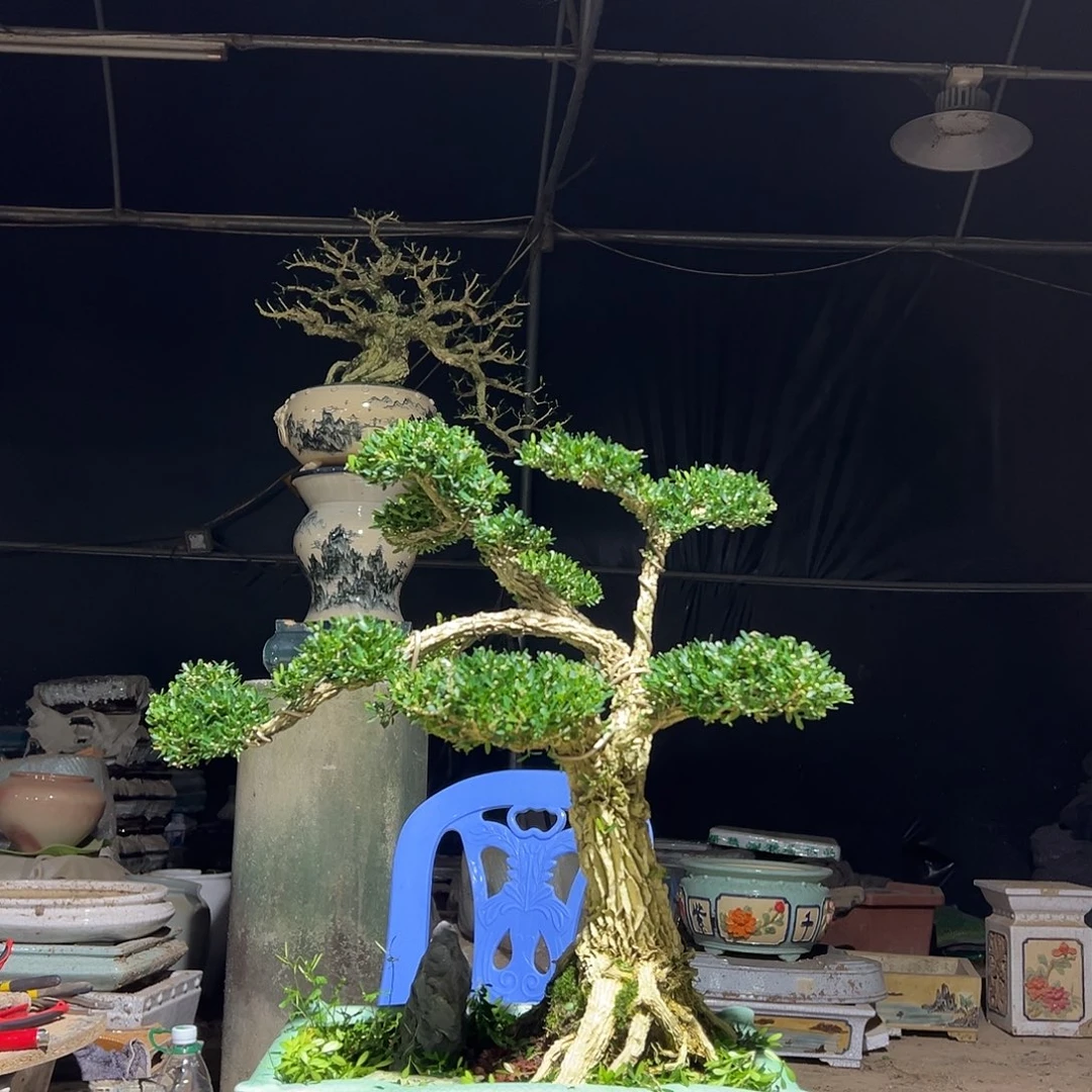 无花朵广东雀舌黄杨盆景