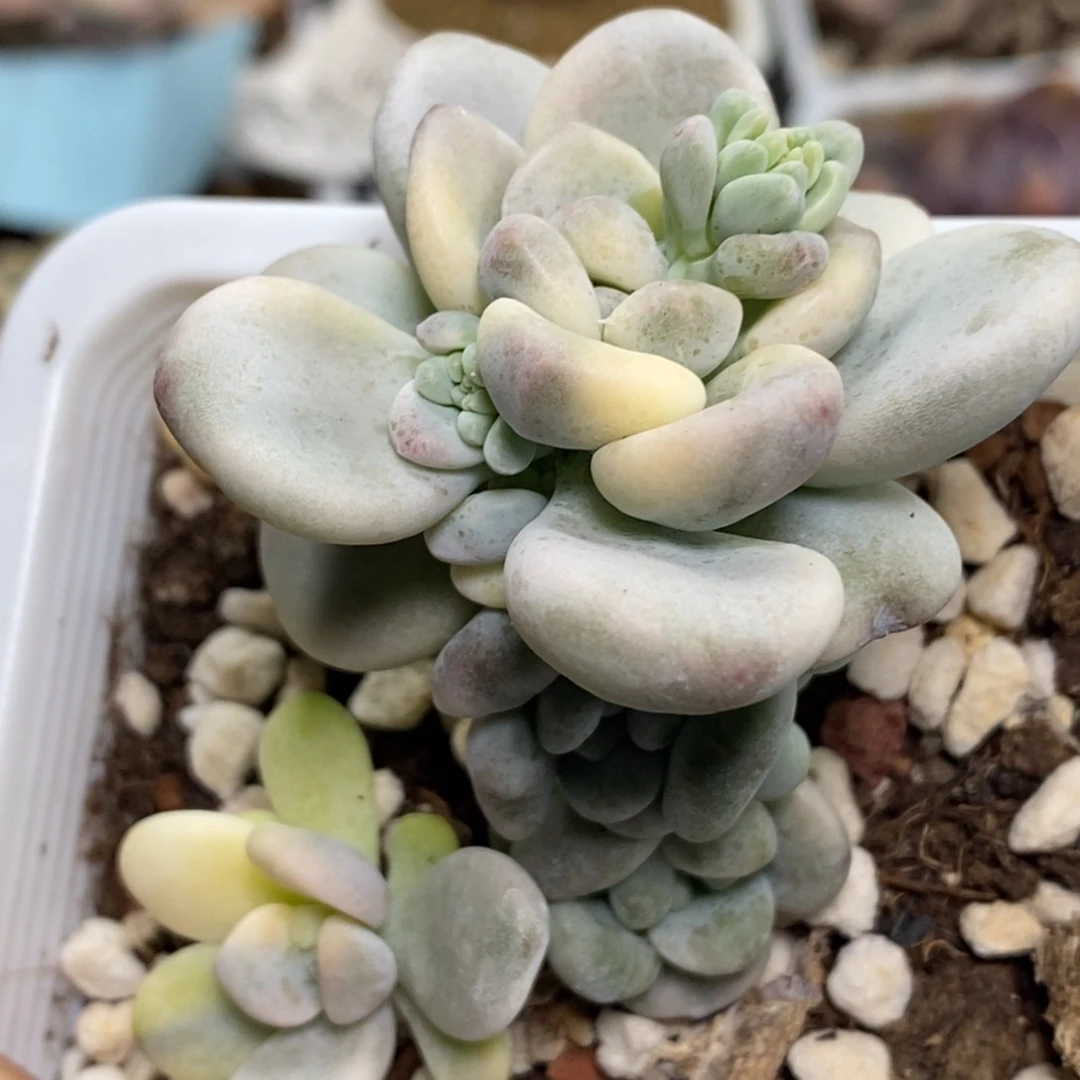 478洛神锦单头带侧芽