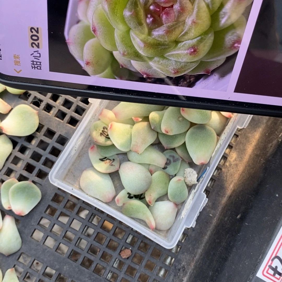 纯叶片甜心202一片多肉叶子