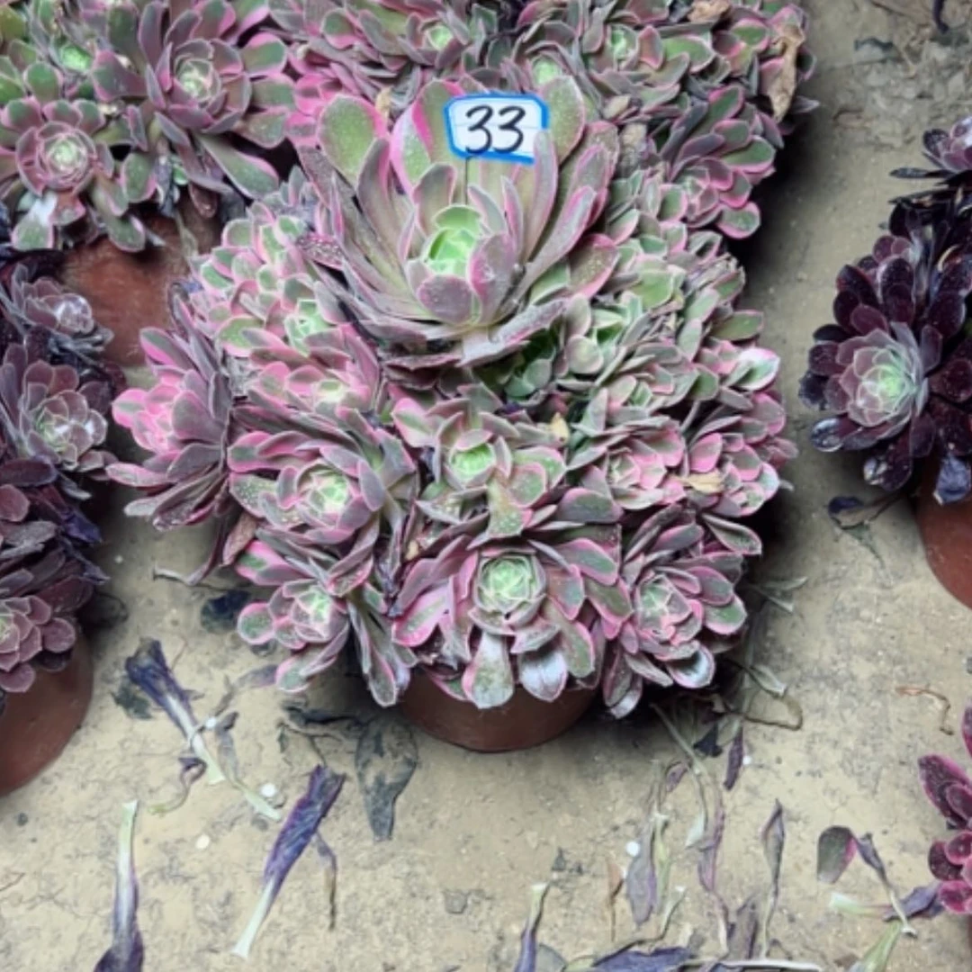 【闪购商品】多肉植物妖月33