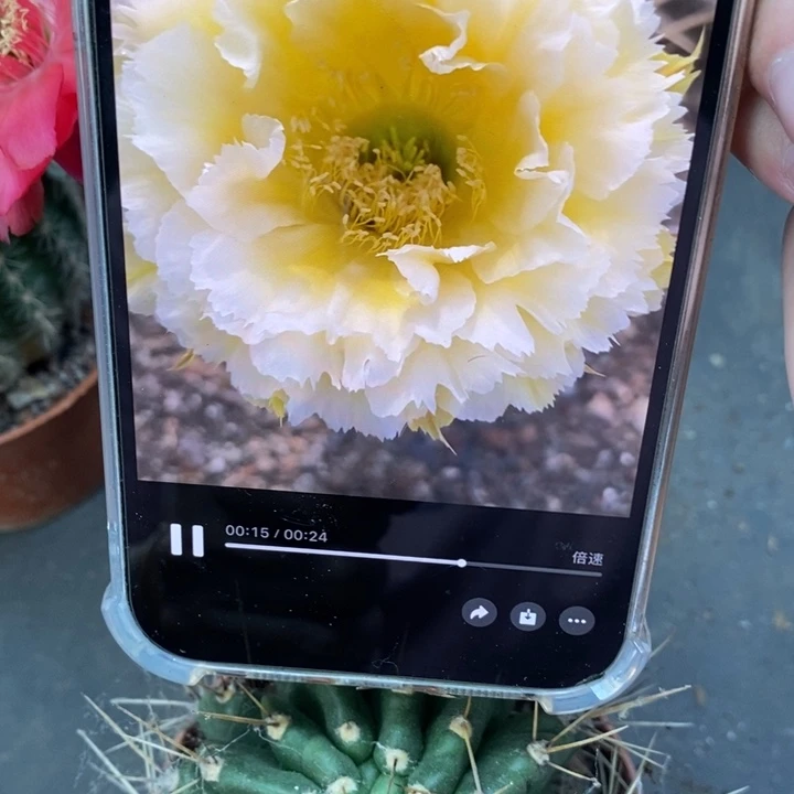 香香黄牡丹8公分左右