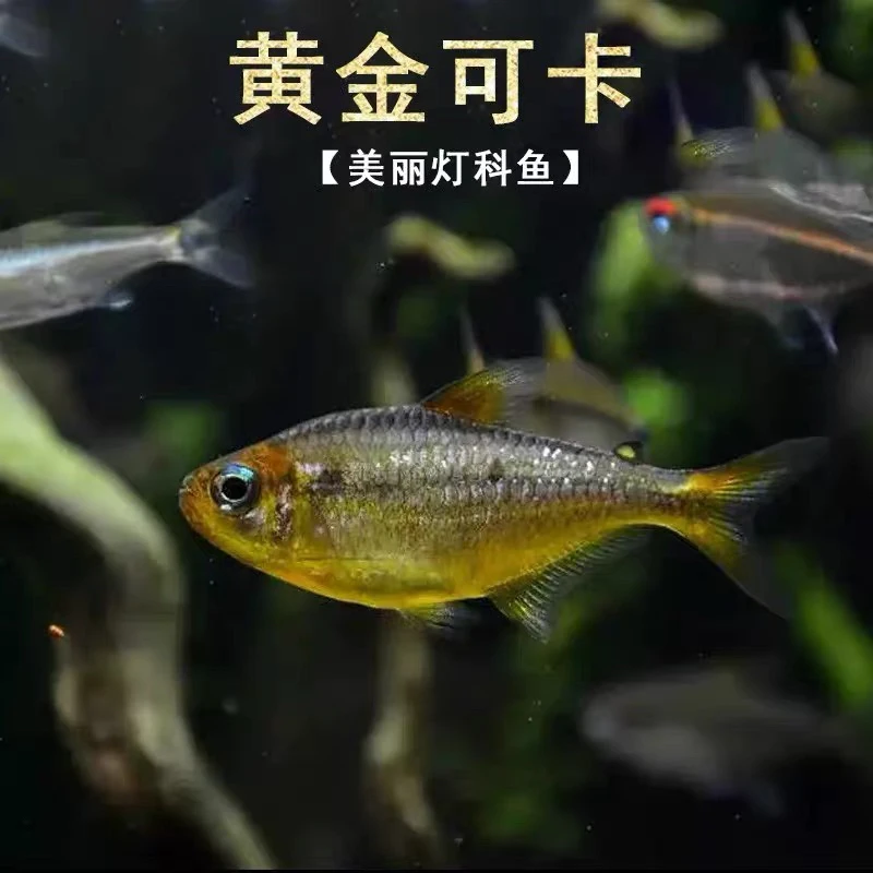黄金可卡灯鱼南美热带鱼观赏鱼好养