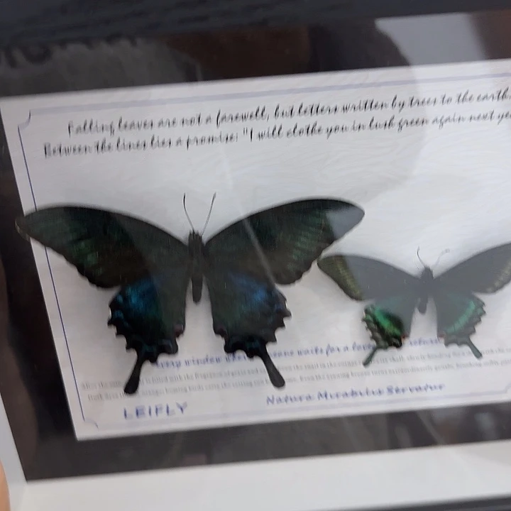 胖****蝴蝶标本定制023@