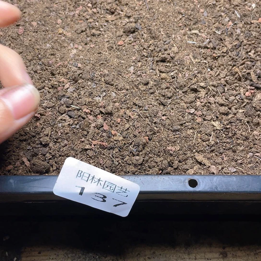 量拍多肉植物多肉植物137