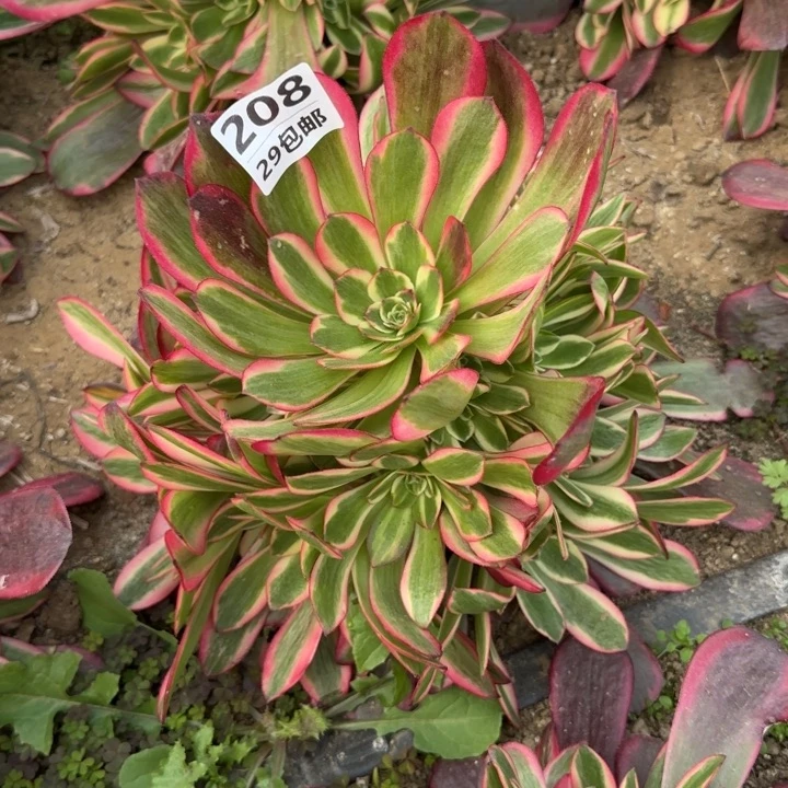 凤冠……多肉植物……