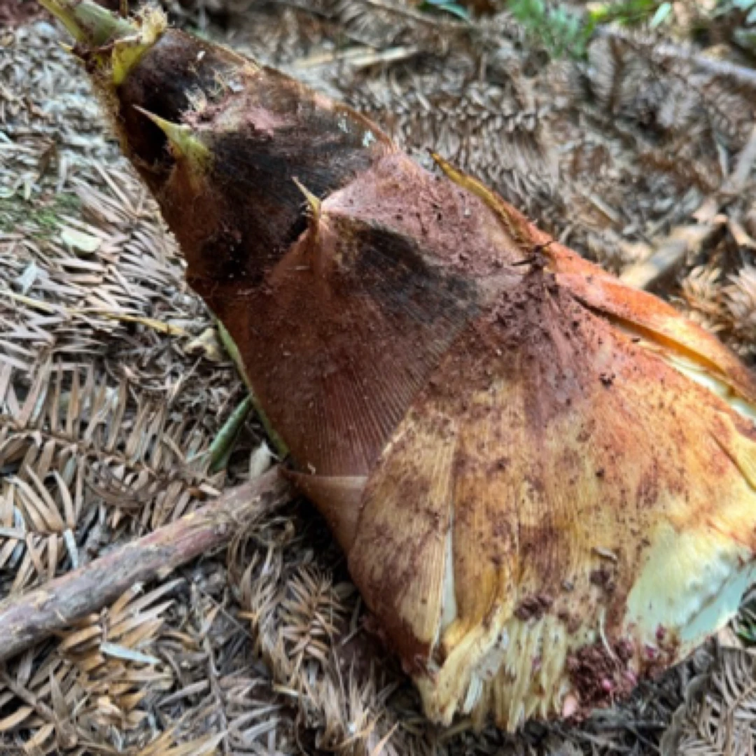 黄山新鲜春笋现挖