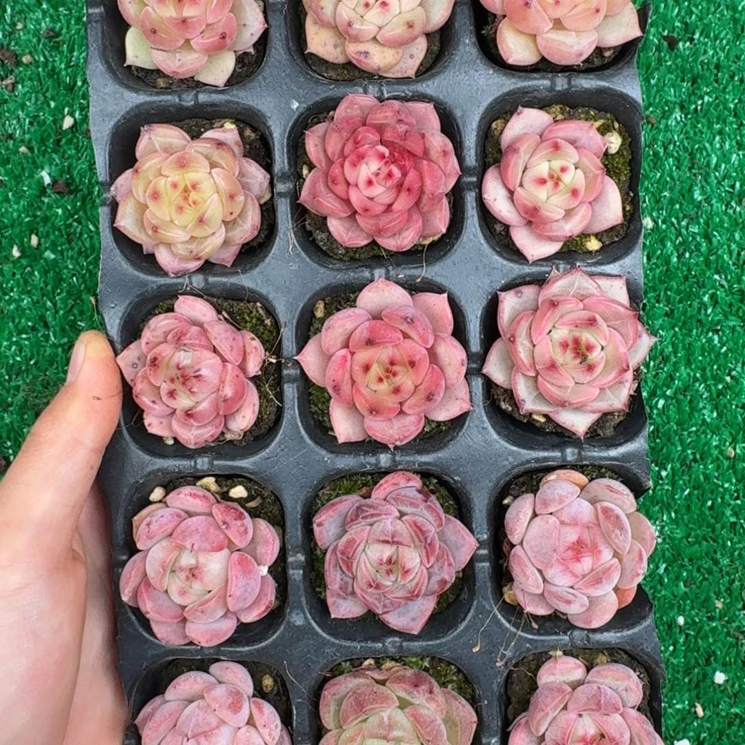 多肉一物一拍12-185