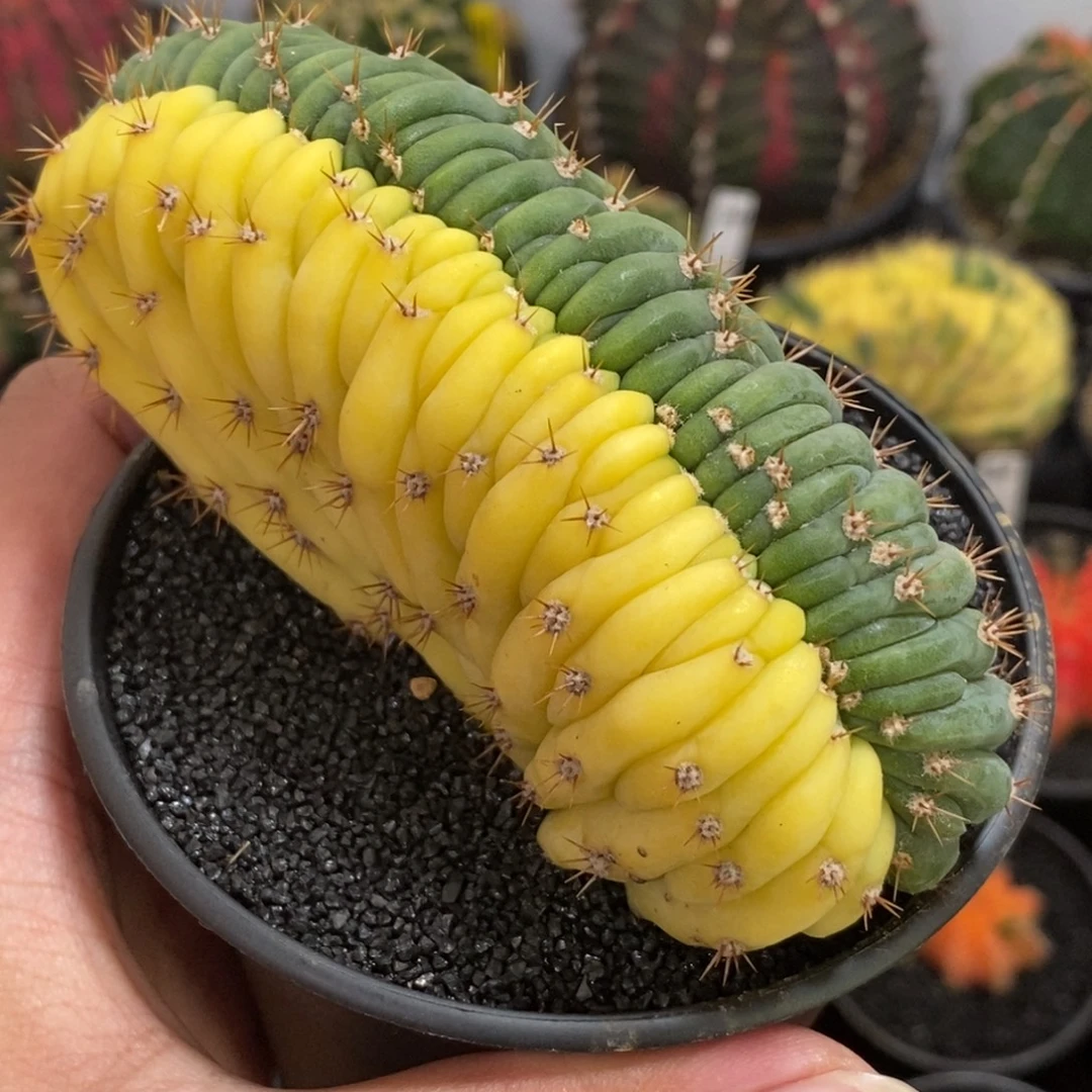 多闻柱缀化锦—带盆土发货16