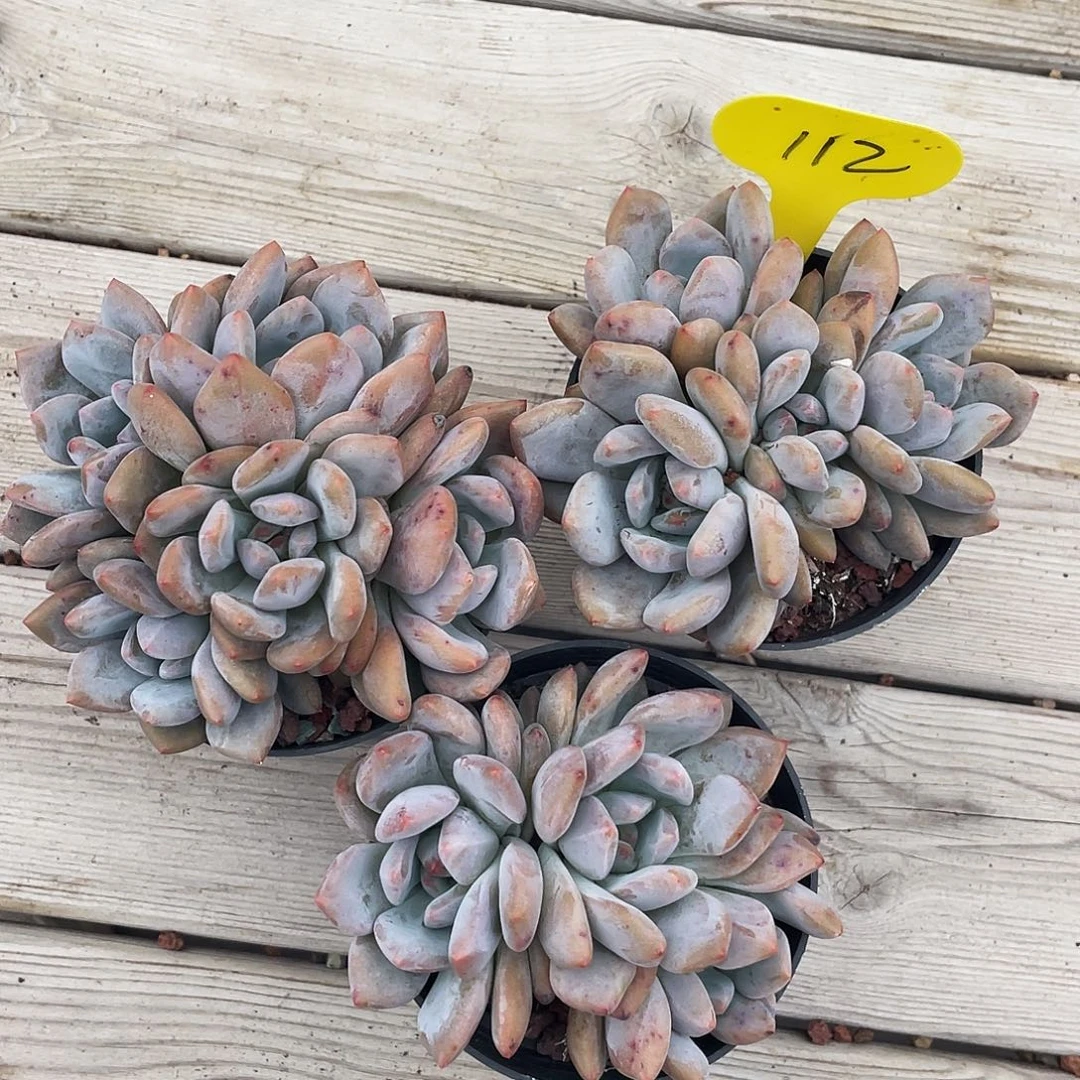 香橙朵朵缀三个一组清台子112