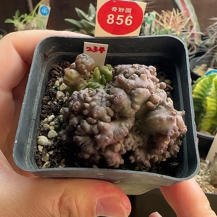 程程柱石化群一棵36877