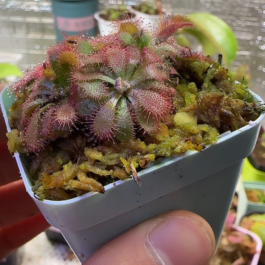 无花朵专拍爱丽丝茅膏菜