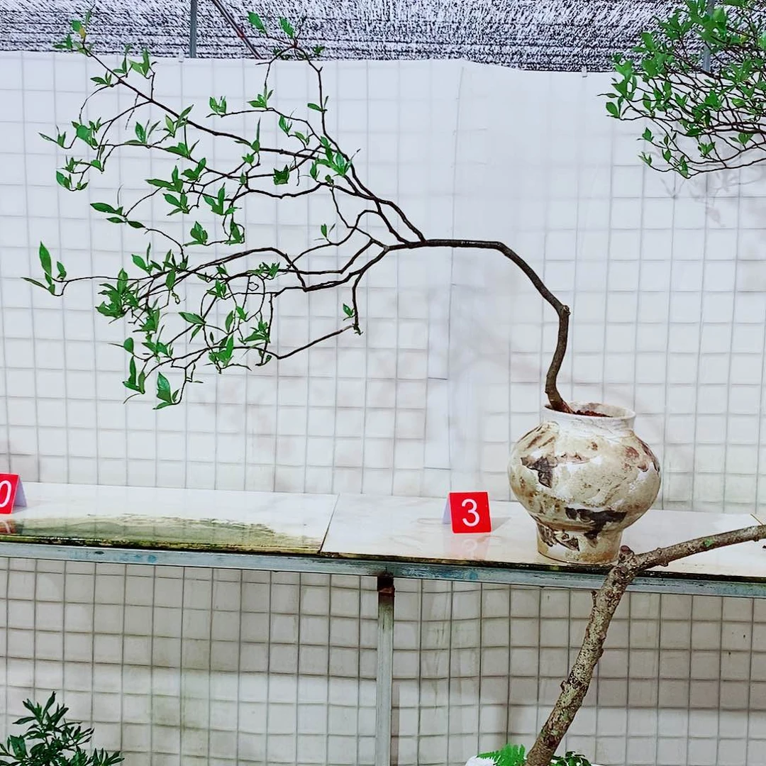 海岛栀子花一物一拍