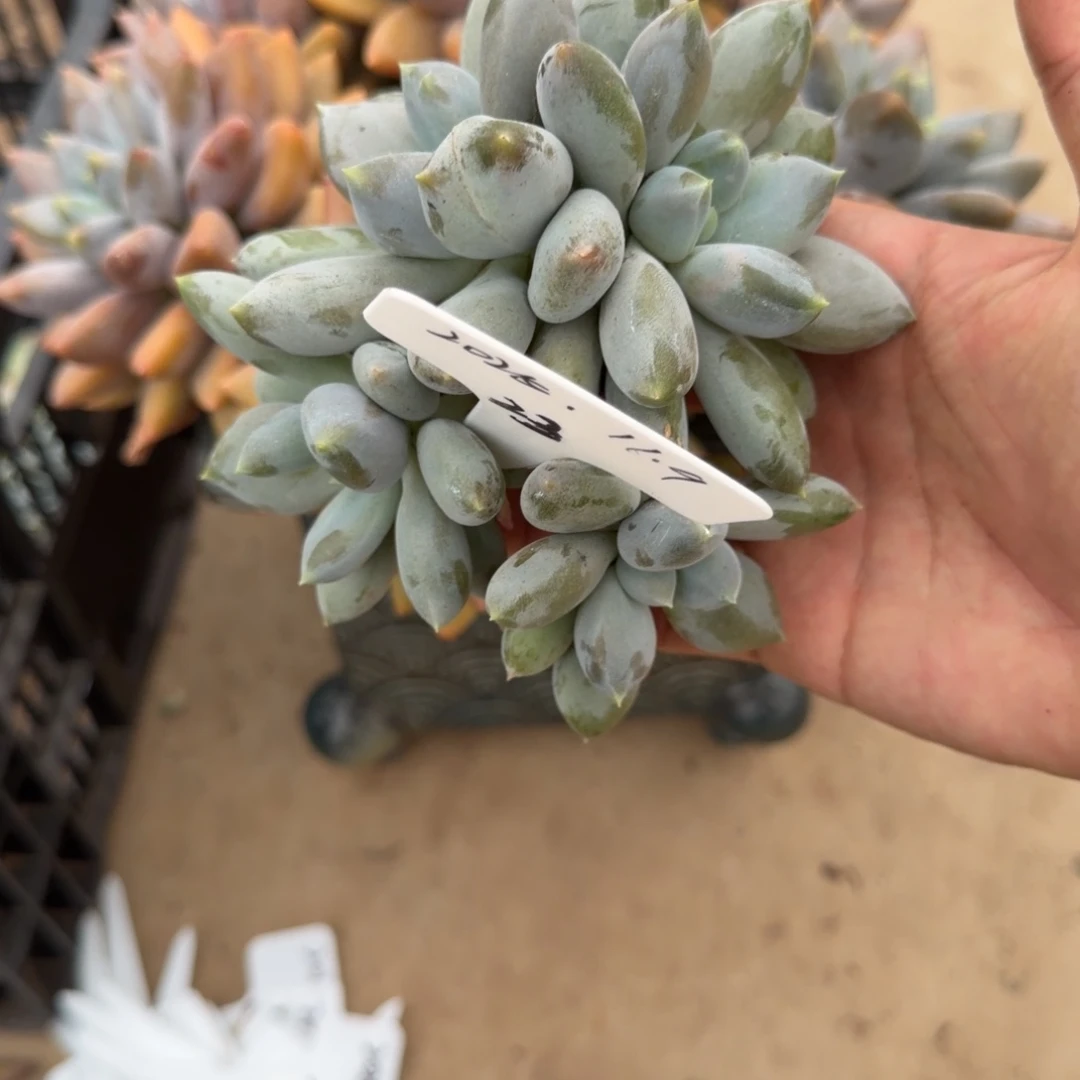 一物一拍超肥黄胖体哥特23