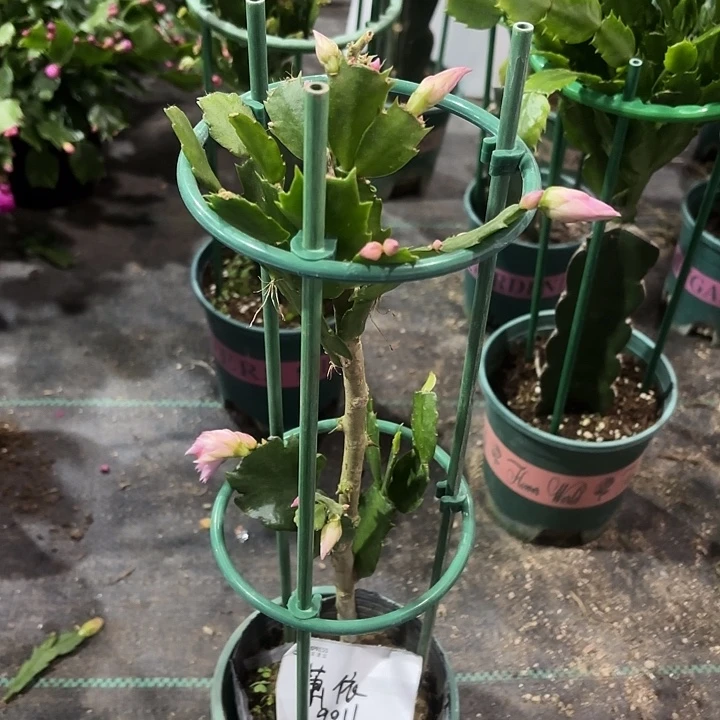 萧***依当前无花栽培后可以开花