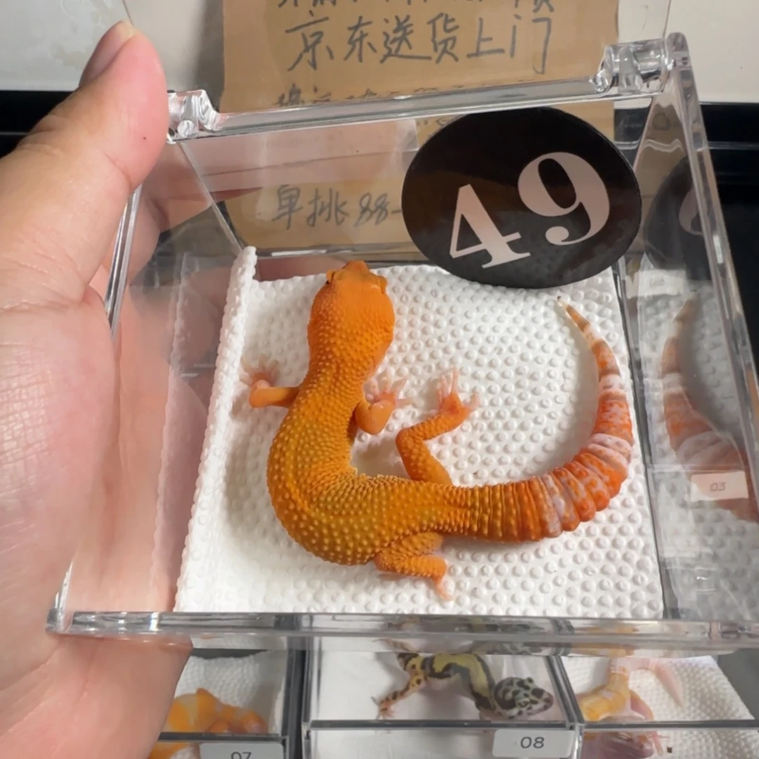 豹纹守宫雨水蜜橘弟弟