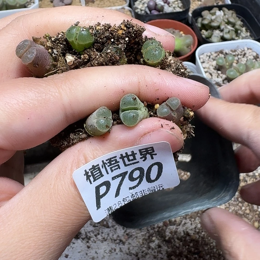 多肉W多肉植物ghbj