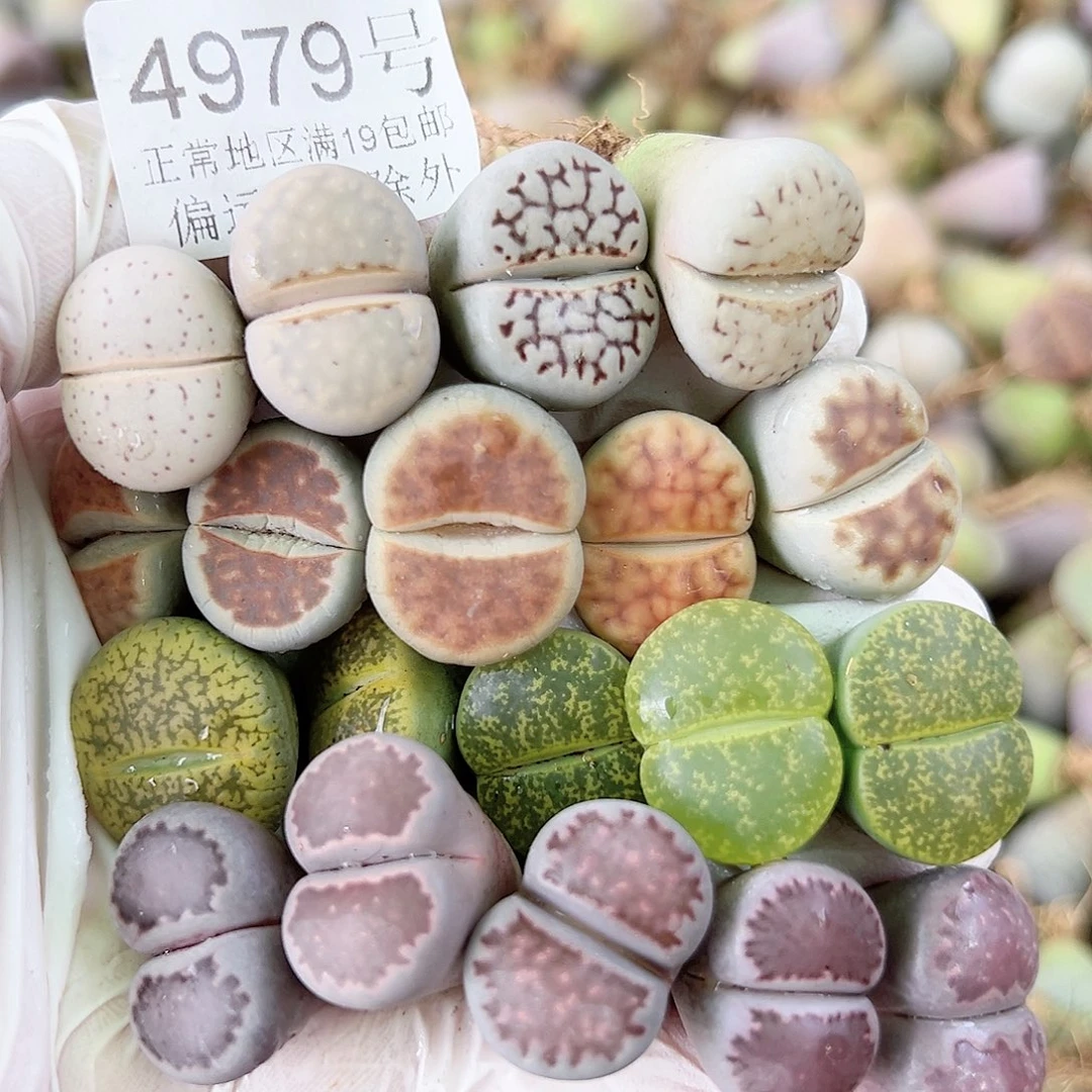 4979 好养易活生石花大母本19个