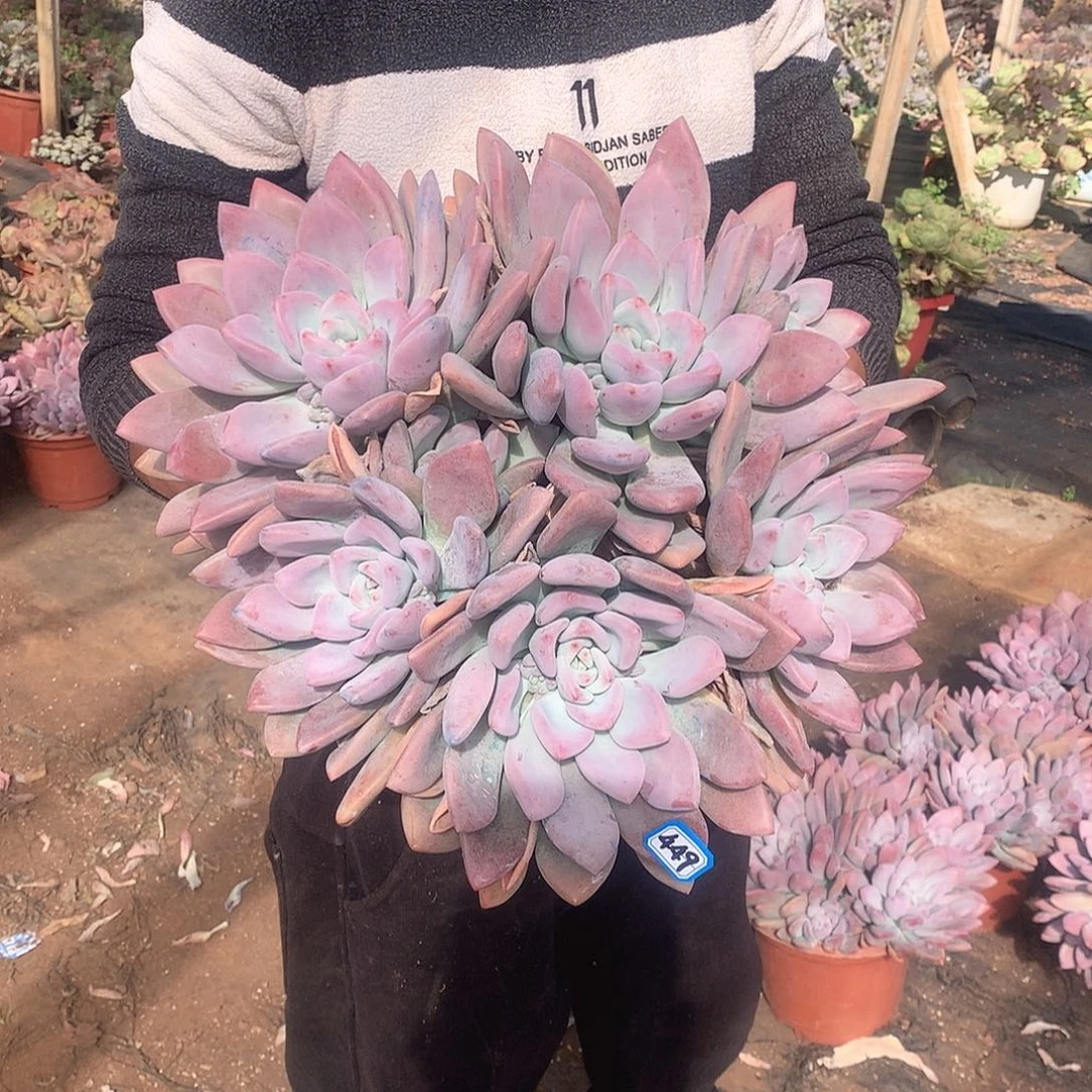 449 奥普 一物一拍多肉