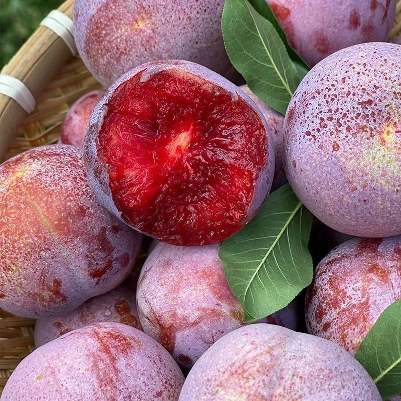 广东正宗钱排银妃三华李酸脆爽口