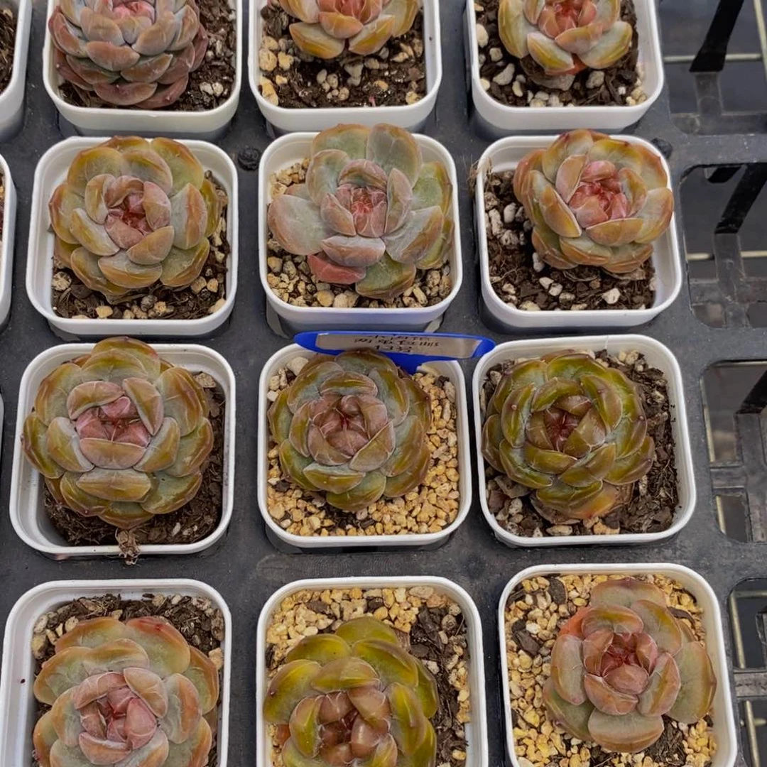 13-精品糖心红恋单头四个