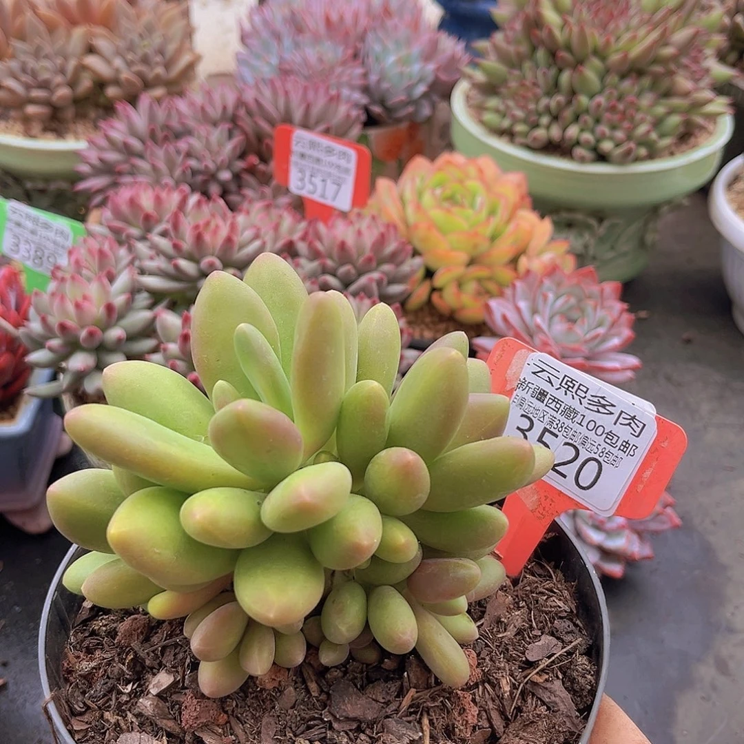 3520芒果奶多肉植物