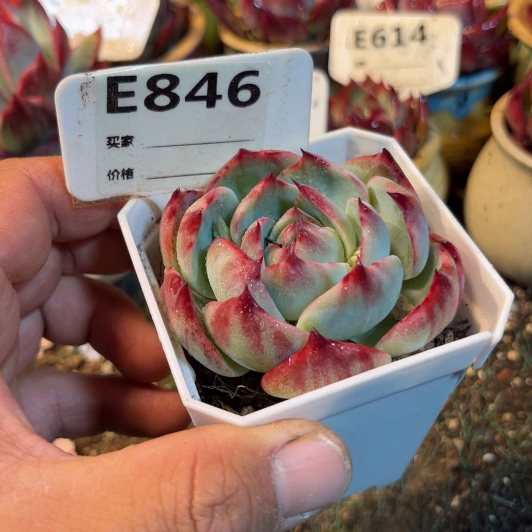 惊鸿一瞥846号多肉