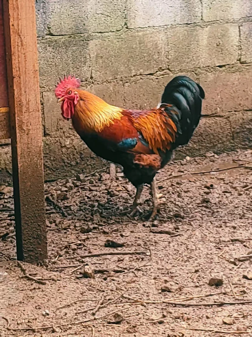 贵州农家散养土公鸡【直播间现称重改价，整鸡现杀现发】