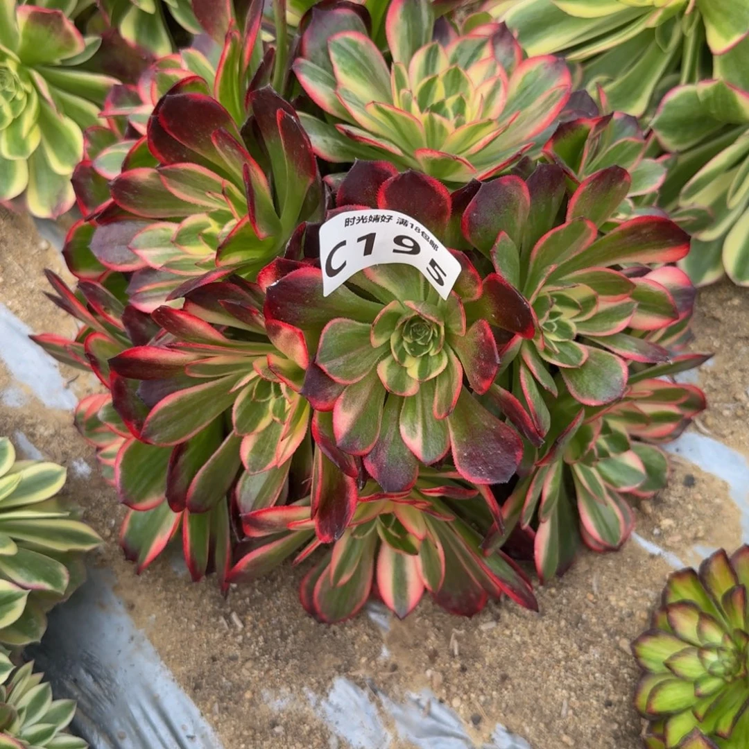 195黑魔锦。多肉植物