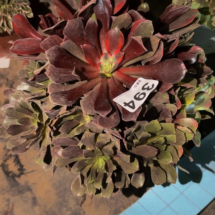 顶***呱394美杜莎七彩多肉植物不售后