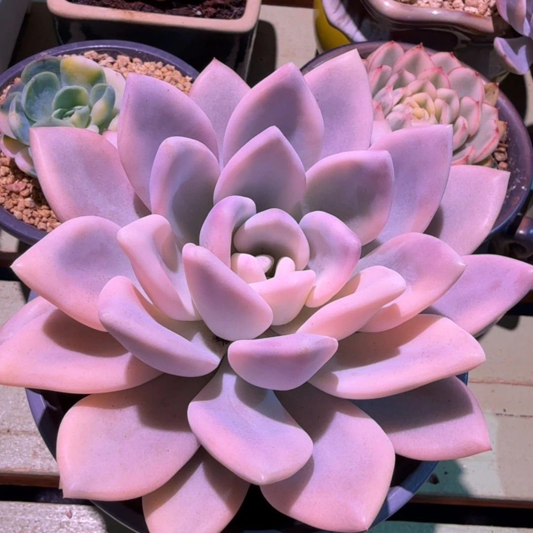 奥普锦，锦上园艺一物一拍