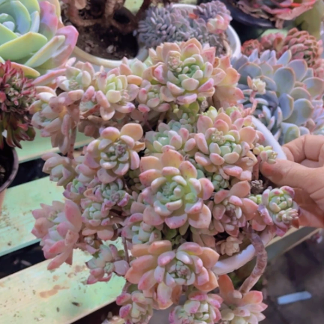 【闪购商品】小桃红16271