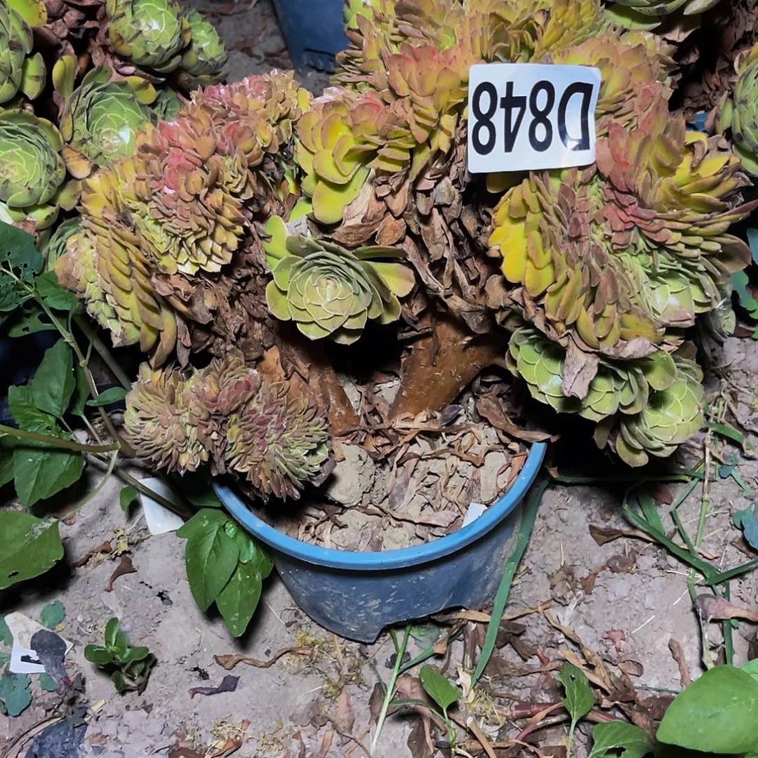 万圣节法师14/—-6包邮