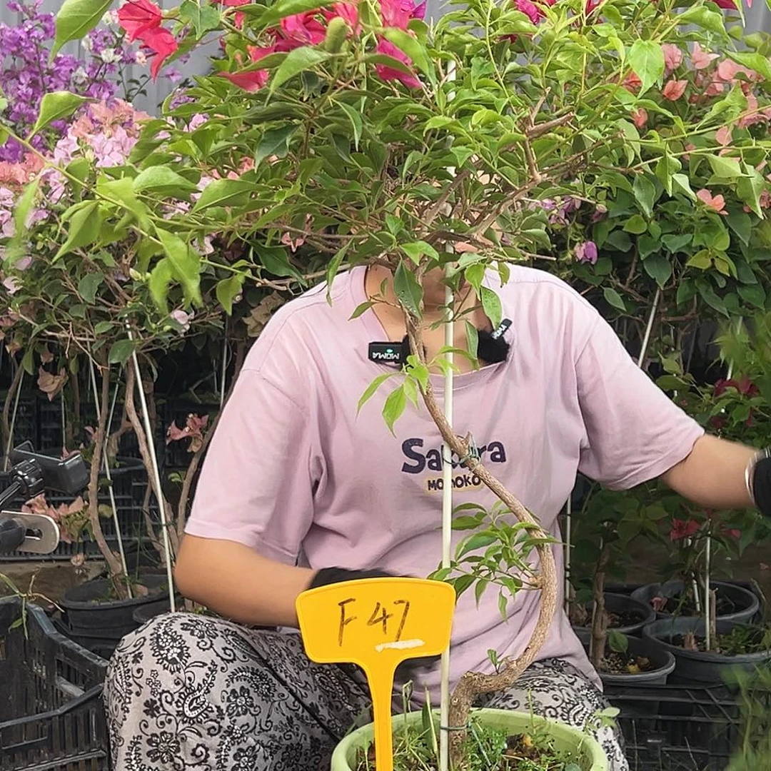 小***沫大部分花苞少量开放F47紫红桑巴