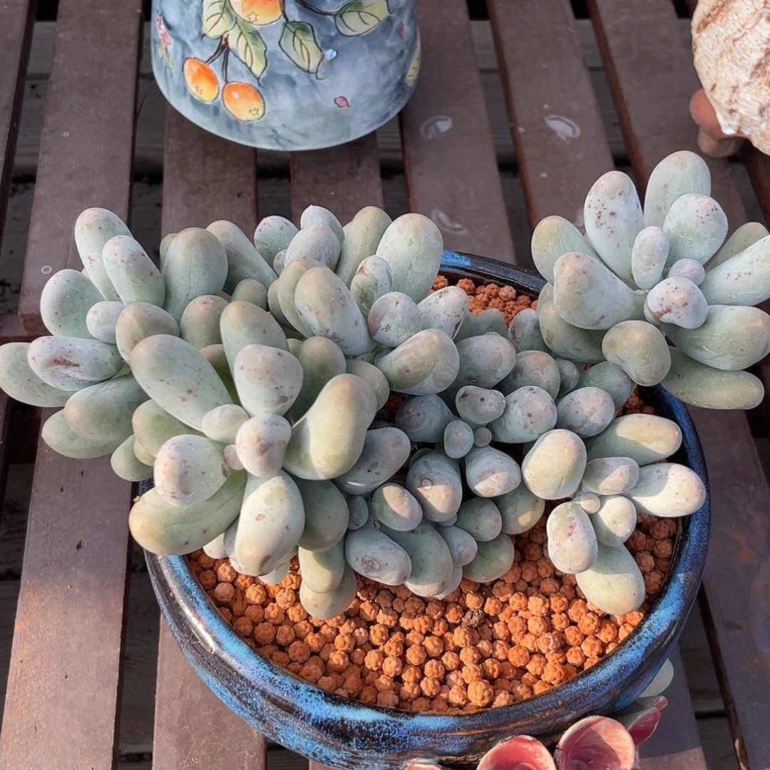 米可多肉植物群生