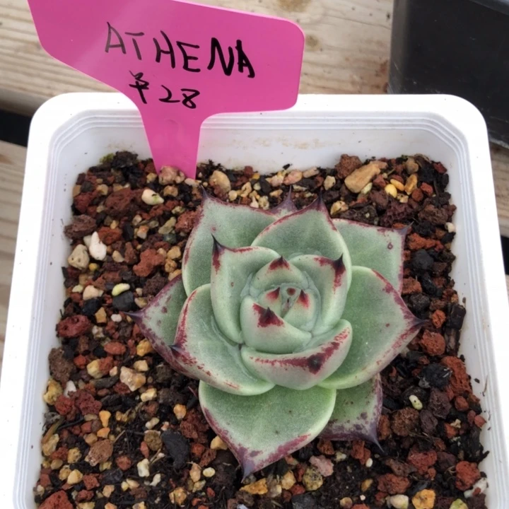 A****?ATHENA11111111111111