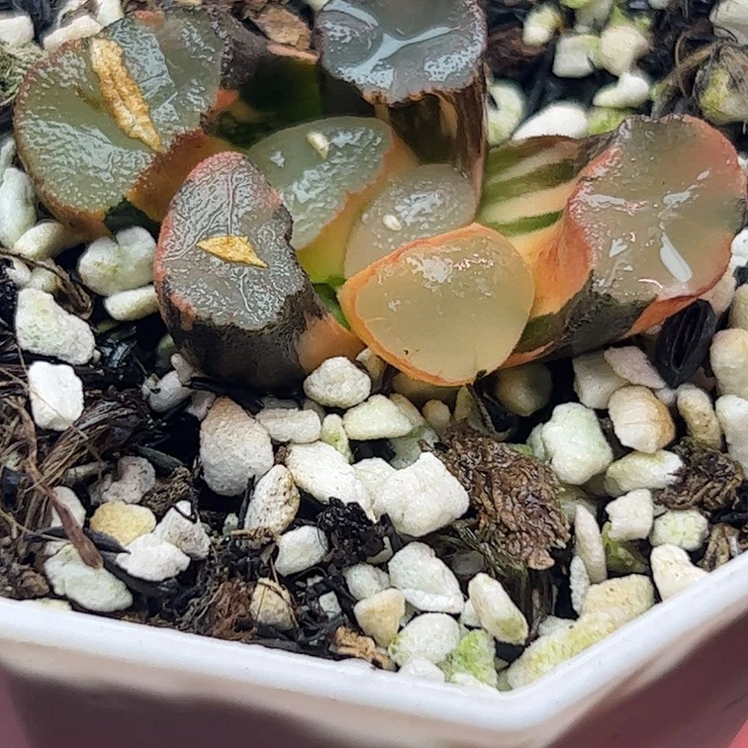 紫镜锦十二卷多肉植物