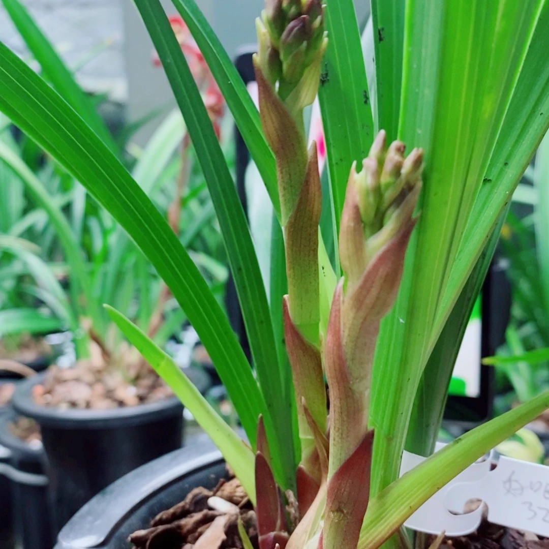 大部分花苞少量开放