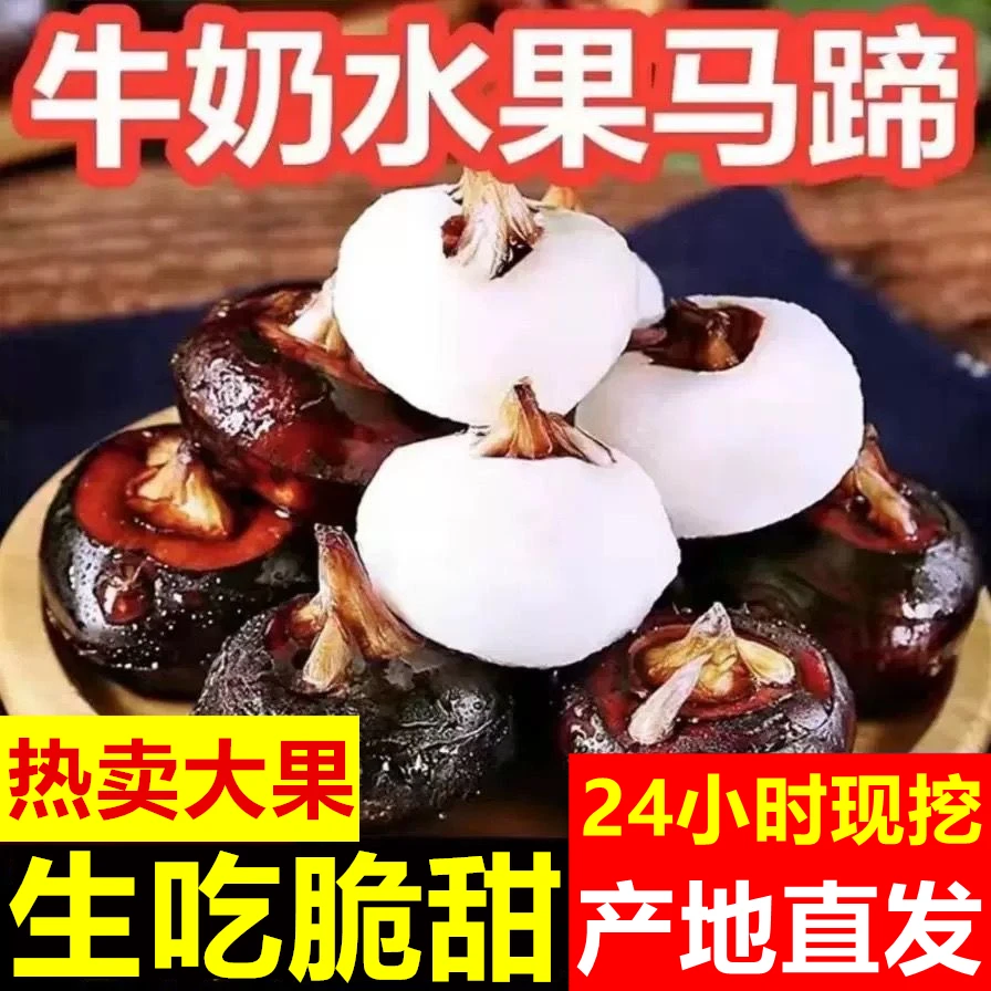 【水果马蹄】荸荠新鲜红皮马蹄果现挖地栗即食水果地下雪梨当季特产