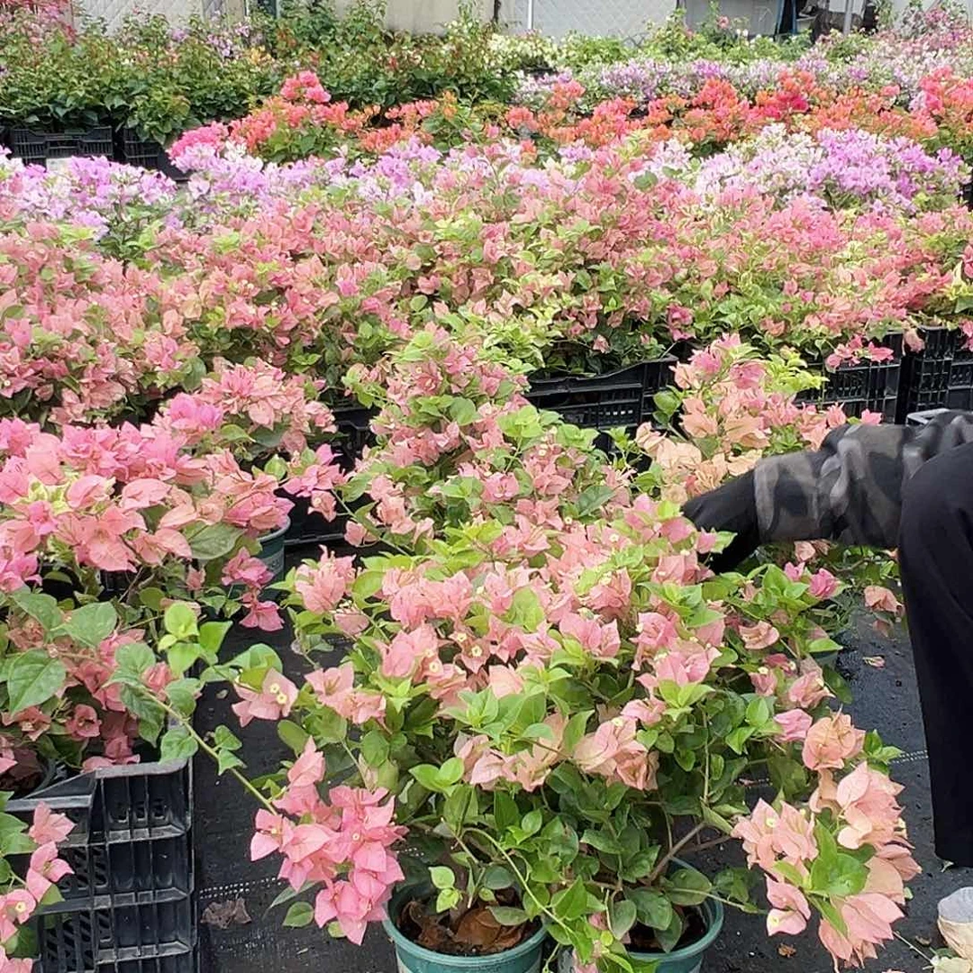 大部分花苞少量开放米罗掌中宝一棵