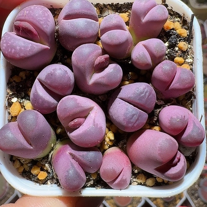 生石花222122。   350