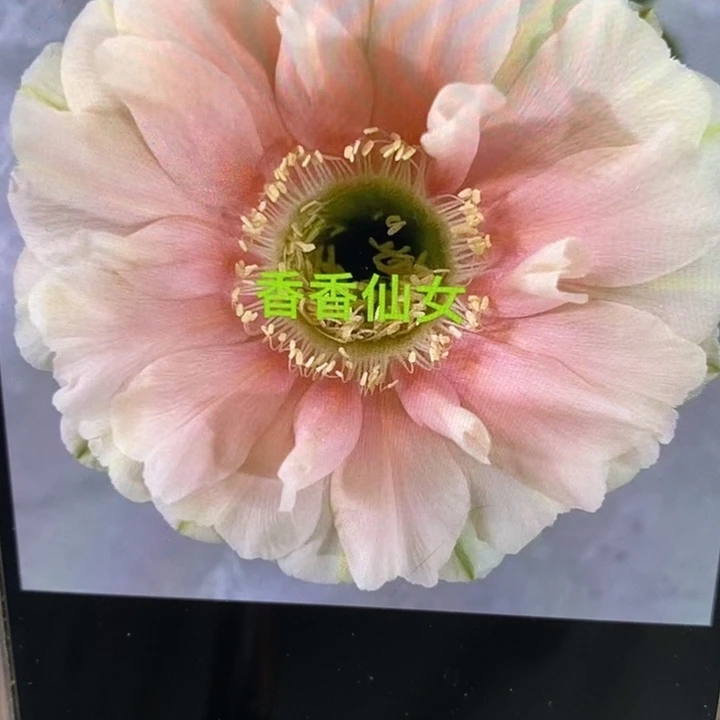 香香仙女侧芽2.5-3公分左右