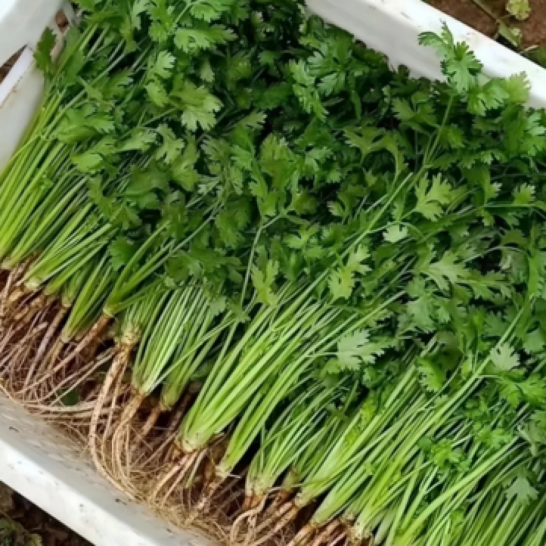 【香菜】河南露天种植香菜