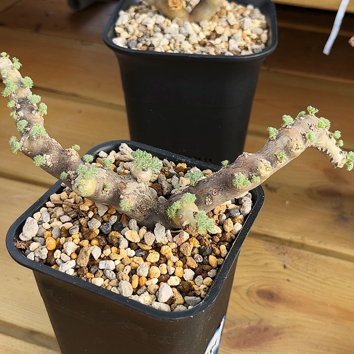 往****风潮流植物黑皮月界，