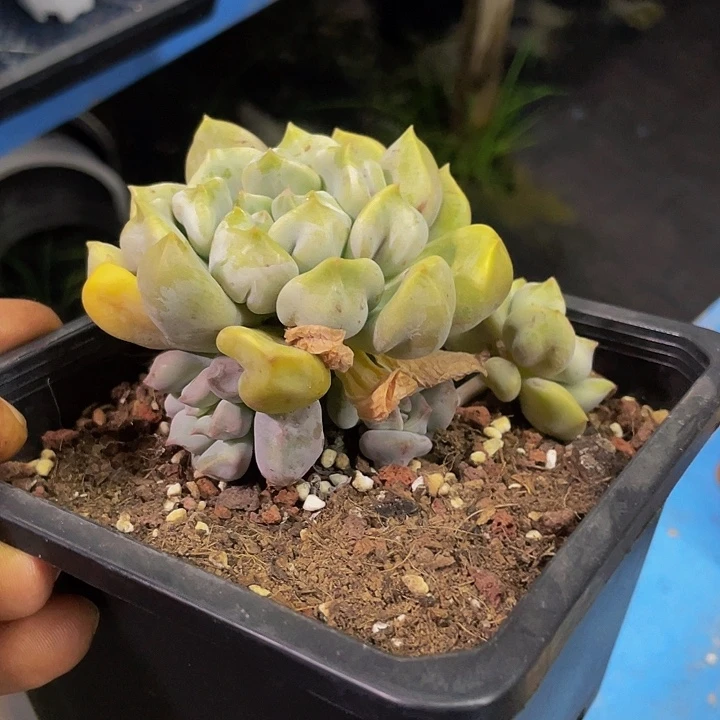 超奶哦哦哦哦哦哦哦