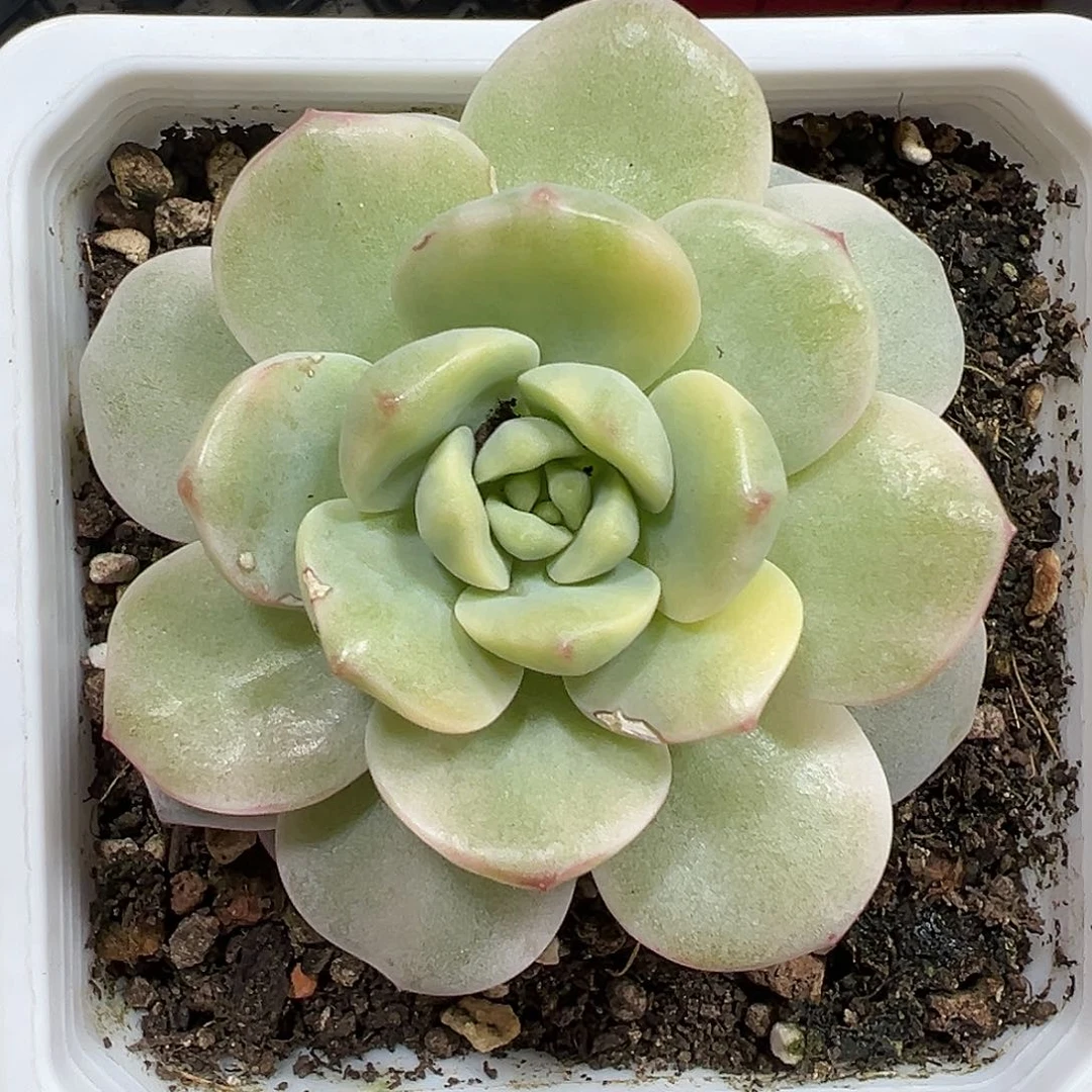 满38包邮香草锦多肉植物