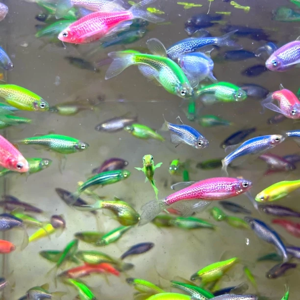 豹纹蝶翼长鳍斑马热带观赏鱼小型热带鱼灯科鱼淡水群游鱼好养活体